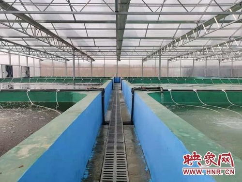 西平縣水產(chǎn)站到養(yǎng)殖場開展 五大行動 專題調研走訪和技術服務工作