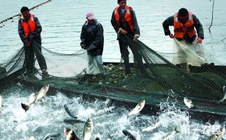 農業部 規范水生生物增殖放流工作 保障放流苗種質量安全