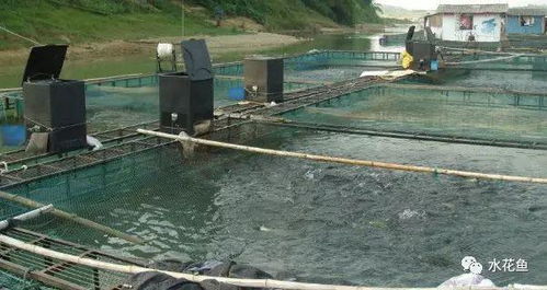 靜水池塘養(yǎng)魚高產(chǎn)的原理與技術 靜水養(yǎng)殖,必須營造優(yōu)良的水環(huán)境