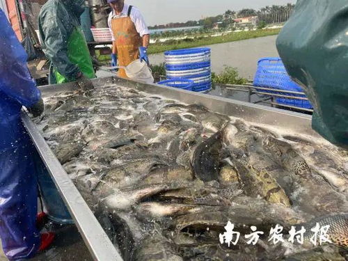 一斤魚飼料成本低至9.6元 老市場有新動向,今年這條魚要養(yǎng) 瘋 了