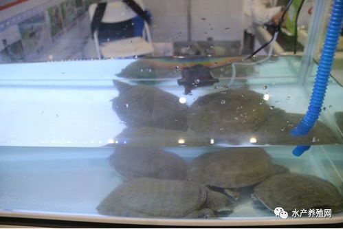 近500家水產 飼料 動保 設備等企業共同匯聚合肥漁博會,現場亮點紛呈,同期還舉辦了這些重磅活動