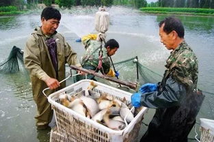 如果你在農村有一塊地,可以得到多少收入