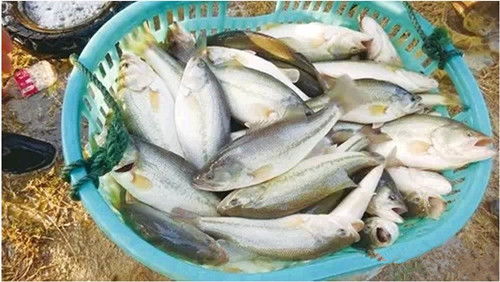 另類思考 加州鱸飼料推廣的困境究竟困在哪兒
