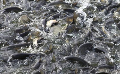 水產(chǎn)人瘋狂刷屏 國家三大獎揭曉,這條魚 躍 上榜單