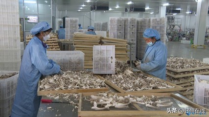 甘肅神農菇業:工廠化量產鹿茸菇 打造循環農業高質量發展模式