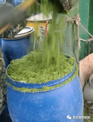 制作高品質(zhì)發(fā)酵青貯飼料喂養(yǎng)豬雞,不受季節(jié)影響全年可喂