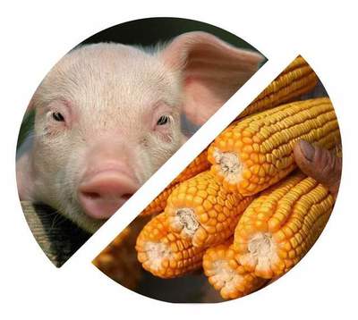 全國(guó)飼料總產(chǎn)16489萬(wàn)噸!豬飼料大漲66%.4!豬吃的,比人還貴?
