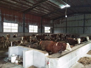 肉牛添加劑供應商自制牛飼料配方 省錢省力又省心