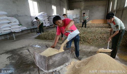 比較科學的小豬,中豬,大豬,飼料營養配方 霉菌毒素危害的主要表現