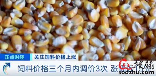 漲 漲 漲 3個月內3次了 飼料密集調價 養一頭豬成本增加300元