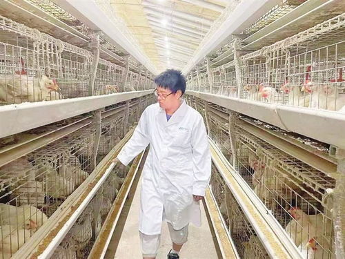 射洪市重點打造白羽肉雞主導產(chǎn)業(yè)鏈 白羽肉雞 啄 出產(chǎn)業(yè)振興路
