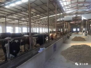保衛(wèi)藍天 秸稈收完這么整,還能賺錢呢