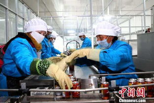 青海稱多芫根成農(nóng)牧民增收 法寶 圖